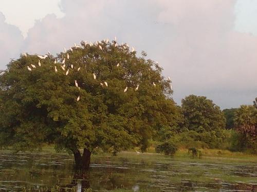 a flock of birds sitting on a tree in a field at lake Edge Dambulla in Dambulla