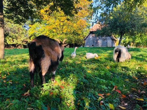a group of animals standing in a field at LA MOTTE FÉODALE luxury medieval MANOR rated 5 stars in Normandy in Le Mesnil-Jourdain
