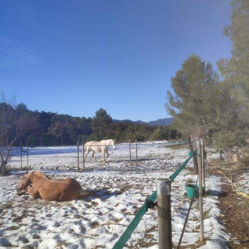 a horse and a horse laying in the snow at La Margottière chez isa et titi in Rians