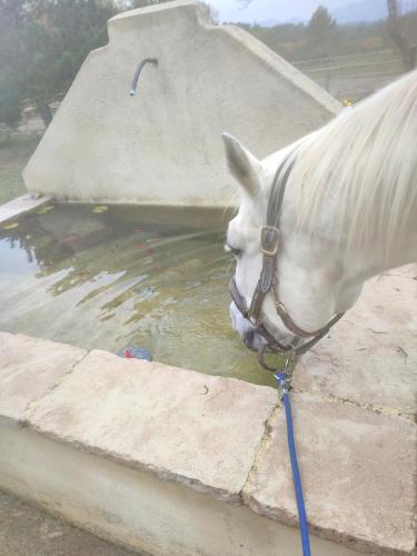 a white horse drinking water from a fountain at La Margottière chez isa et titi in Rians