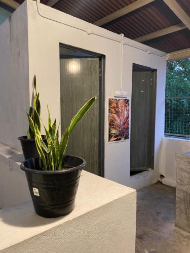a plant in a black pot sitting on a counter at Rope Walk Guest House in George Town