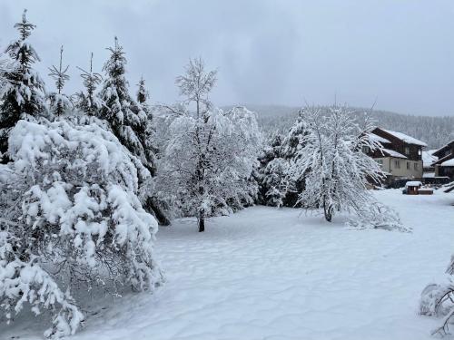 a group of trees covered in snow at Panska Hata in Yaremche