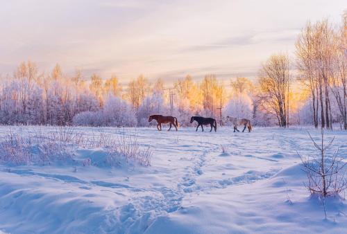 um grupo de cavalos caminhando em um campo coberto de neve em Загородный экопарк и глэмпинг Легенды Леса em Uglich