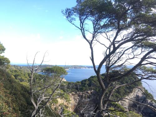 a tree on a cliff overlooking the ocean at Les Sables d'Or in Hyères