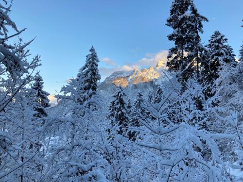 a group of trees covered in snow with a mountain in the background at Apartment Steinplatte in Waidring