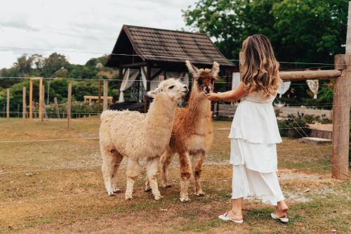 a woman is petting two llamas in a field at LOTE20 Hotel Boutique in Bento Gonçalves
