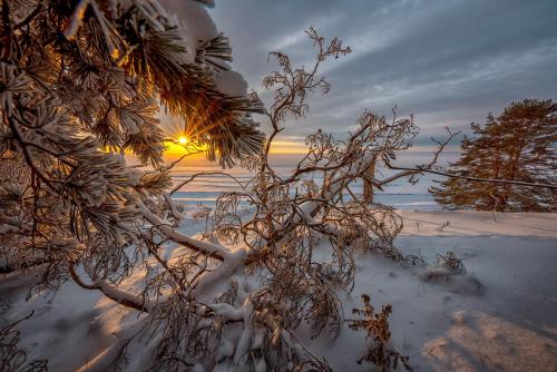 a tree covered in snow with the sunset in the background at Villa MARIKA plus in Alajõe