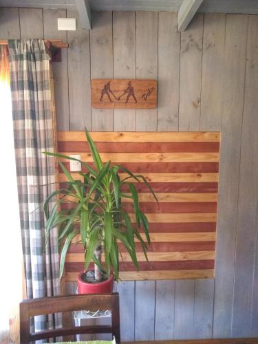 a plant in a pot on a wooden bench at Ecolodge Lanalhue Hostel in Cañete