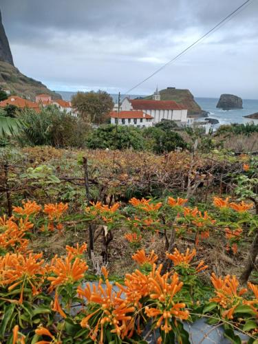 a field of orange flowers with the ocean in the background at Villa Matilde e Joaquim in Porto da Cruz