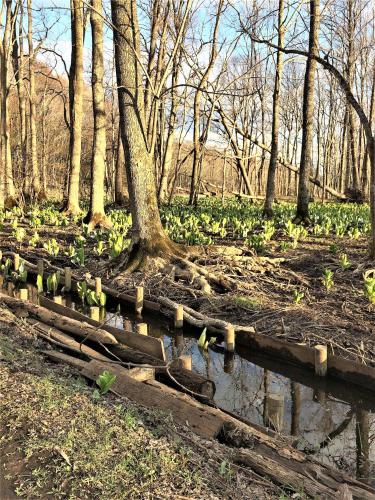 Une bande de plantes pousse autour d'un arbre dans l'établissement ビジネスホテル幸楽, à Abashiri