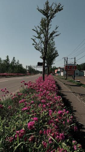 un champ de fleurs roses sur le côté d'une route dans l'établissement ビジネスホテル幸楽, à Abashiri