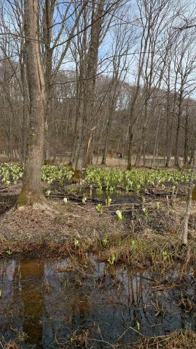 Ein Haufen Pflanzen auf einem Feld mit Bäumen und Wasser. in der Unterkunft ビジネスホテル幸楽 in Abashiri