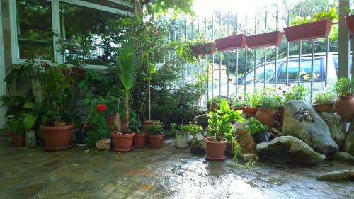 a bunch of potted plants in pots on a patio at House of Flowers in Ahtopol