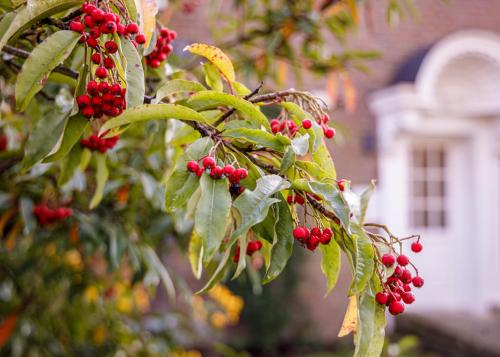 a bunch of red berries on a tree at Barnett Hill Hotel in Guildford