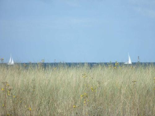 a field of tall grass with two sailboats in the background at Haus Leuchtfeuer _ Objekt 33839 in Diedrichshagen