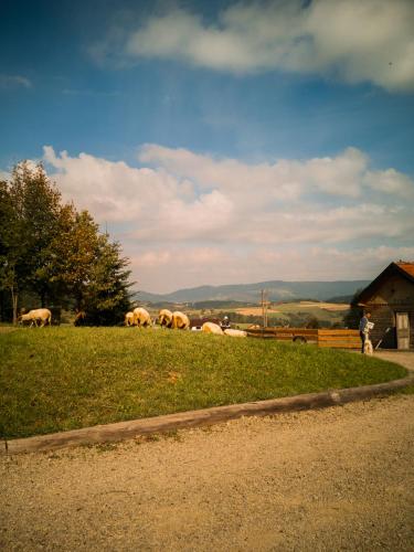 a group of animals grazing in a field at Jeżowa Woda Ośrodek Wypoczynkowy Palmiarnia i SPA in Przyszowa