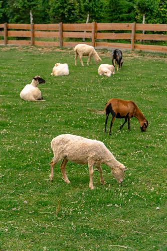 a group of sheep and goats grazing in a field at Jeżowa Woda Ośrodek Wypoczynkowy Palmiarnia i SPA in Przyszowa