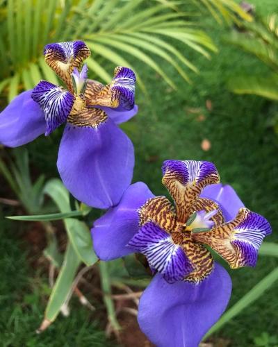 a close up of purple flowers on a plant at Topo do Cipó Ecopousada Vegana in Serra do Cipo