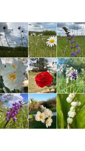 a collage of photos of flowers in a field at Domaine de Cazal - Chambres d'Hôtes avec piscine au cœur de 26 hectares de nature préservée in Saint-Cyprien