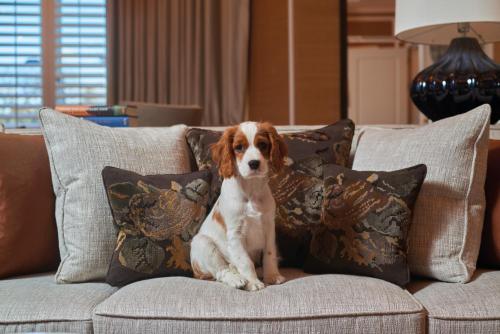 a dog sitting on top of a couch with pillows at The Cadogan, A Belmond Hotel, London in London