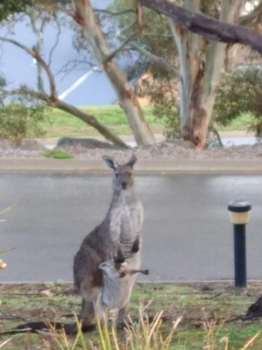 two kangaroos standing next to each other at Belle Vista in Wirrina Cove