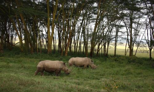 two rhinos grazing in the grass near trees at Sarova Lion Hill Game Lodge in Nakuru