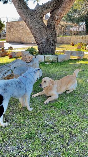 two dogs sitting in the grass next to a tree at Loggia Dei Lezzi in Noci