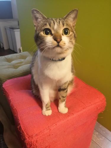 a cat sitting on top of a red towel at Tiny GuestHouse Umekoji 梅小路 in Kyoto