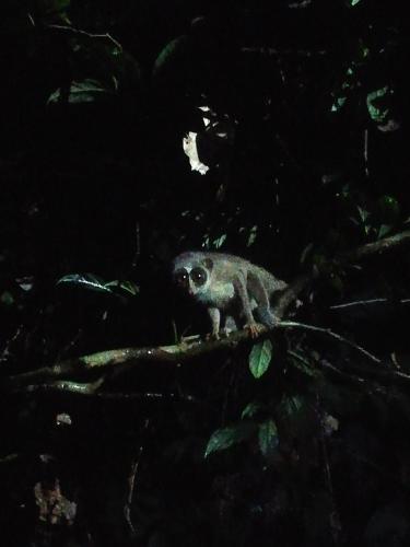 a small owl standing on a tree branch at Sinharaja Vini Villa in Deniyaya