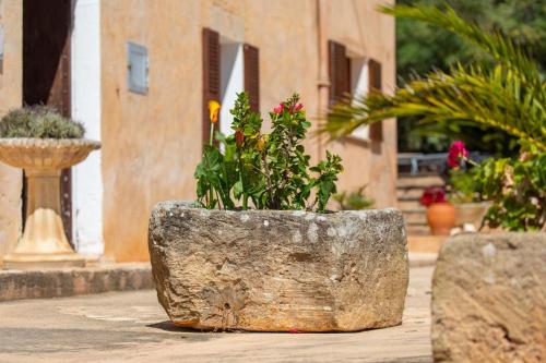 a plant in a stone planter in a courtyard at Finca Cavea in Caʼs Concos