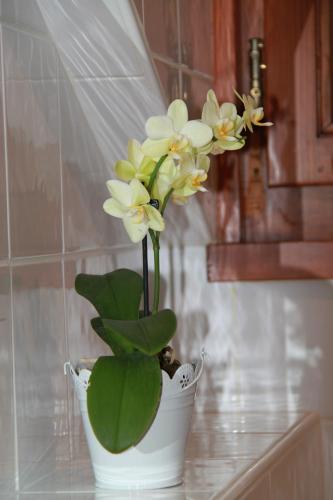 a white potted plant sitting on top of a counter at Hôtel Restaurant Du Port in Yvoire