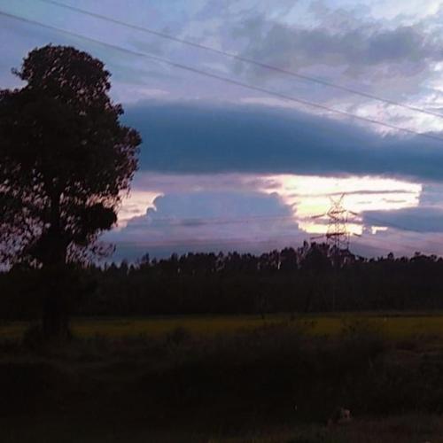 a tree in a field with the sunset in the background at Katihalli Estate Stays in Hassan