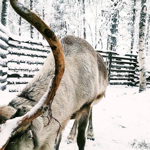 a bull with a long horn standing in the snow at Levi Sky Igloo with private sauna and hot tub in Levi