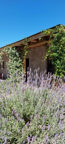 Tikaykilla Lodge & Wines – Photos 2