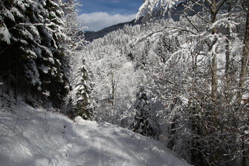 a snow covered forest with snow covered trees on a mountain at Appartements Moser in Viehhofen