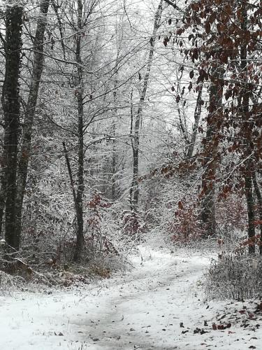 a snow covered path in a forest with trees at ČAROBNA ŠUMA ***(magic forest) in Karlovac