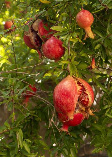 a bunch of pomegranates hanging from a tree at Petali di Toscana in Nugola