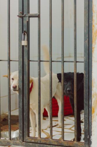 two dogs in a cage in a room at Urbanest Inn House TB Simatupang in Jakarta