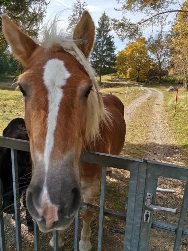 a horse is looking over a fence at Landhaus Marie in Hermagor