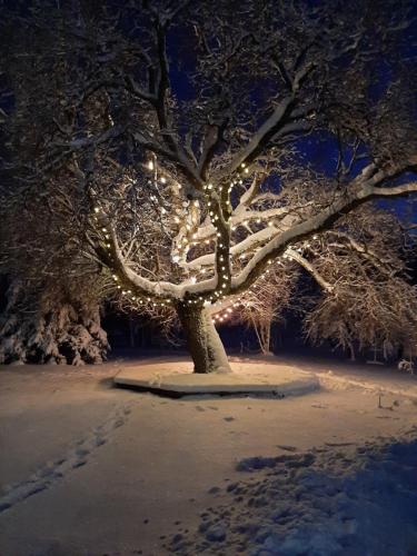 a snow covered tree with christmas lights on it at Evita - 'Virš Ąžuolų' - Forest SPA - Horses - Lake in Paplatelė