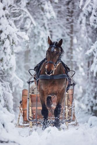 a horse pulling a sleigh in the snow at Gilė -'Virš Ąžuolų' - Forest SPA - Horses - Lake - Chalet in Paplatelė