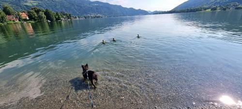 a horse standing on the shore of a lake with two ducks at APARTMENT WALD - im Skigebiet Gerlitzen & Ossiacher See in Bodensdorf