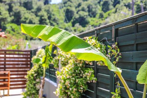 a large green banana plant next to a fence at Villa Amy in Achladies