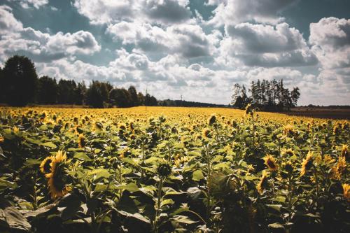 a field of sunflowers under a cloudy sky at Leśna 21 Dom Południe przy PUSZCZA BIAŁOWIESKA in Łuka