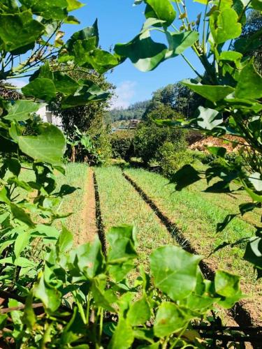 a field of crops with green plants in the foreground at Miliya Guest House in Nuwara Eliya