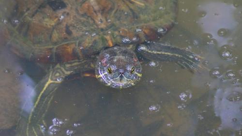 a turtle is swimming in the water at Summer Time Hiriketiya in Dickwella