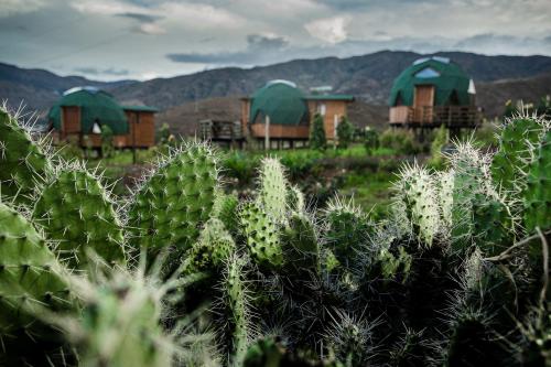a group of huts and cacti in a field at Los Nopales Glamping in Sáchica