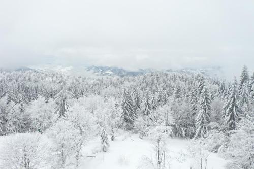 a snow covered forest with snow covered trees at Planinska Koliba ABA-TARA in Bajina Bašta