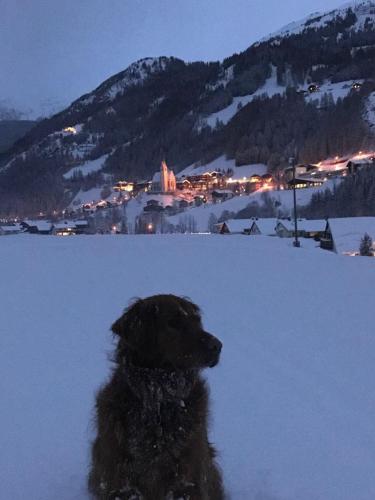 a dog sitting in the snow with a city in the background at Hotel - Restaurant - Sonnblick in Heiligenblut