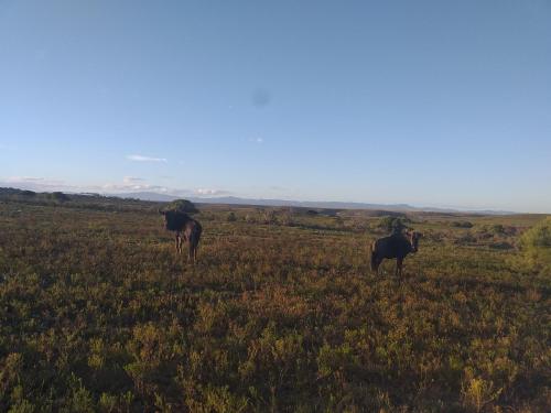 two animals standing in a field of grass at Fijnbosch Game Lodge Jeffreys Bay in Jeffreys Bay
